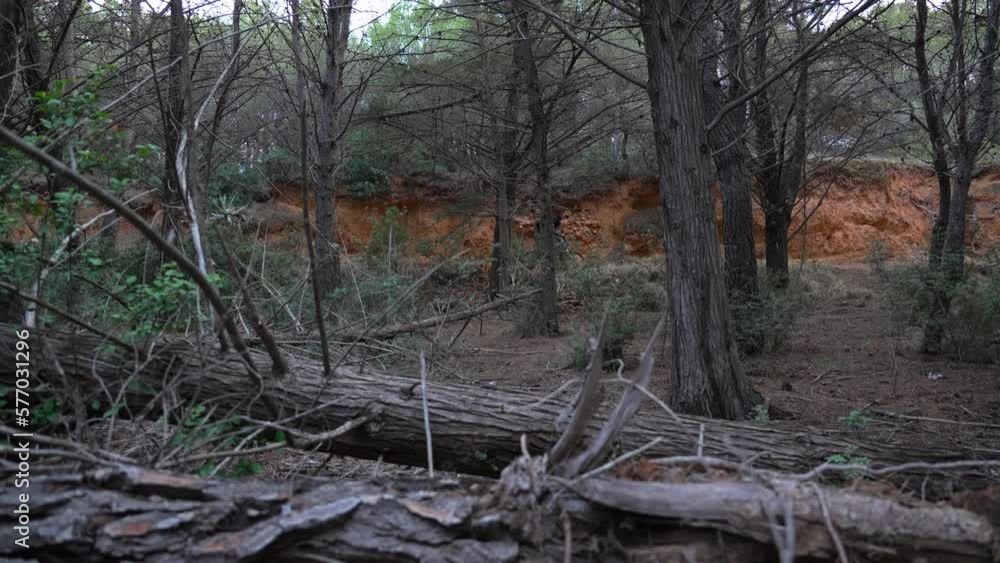 mountain biker rides between trees that leads through dense forest