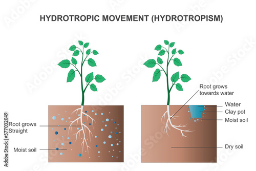 Tableau sur toile Hydrotropism is the directional growth of plant's root towards water or moisture