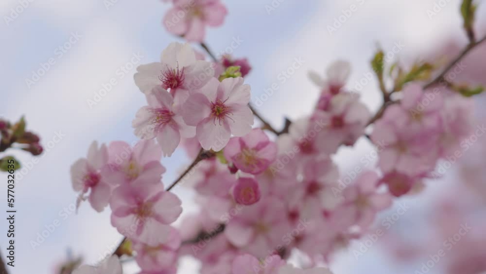 風に揺れる満開の河津桜　日本の初春の風景