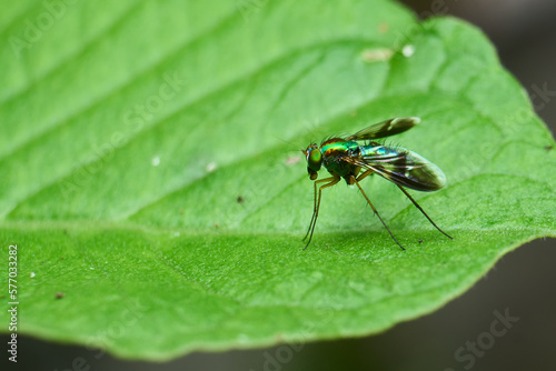 Macro Close-up of Long-legged Fly