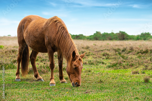 New Forest Horse Pony grazing in a grassy field