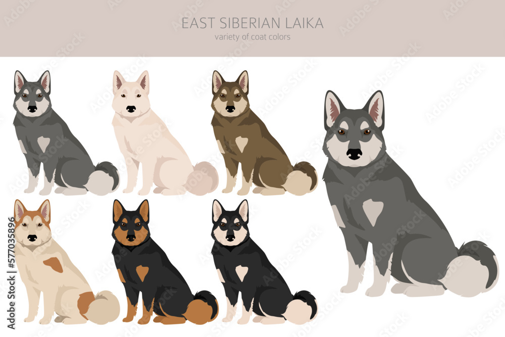 East siberian laika clipart. Different coat colors set East siberian laika clipart. Different coat colors set