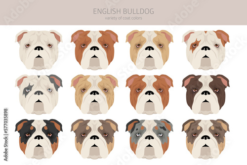 English bulldog clipart. Different poses, coat colors set