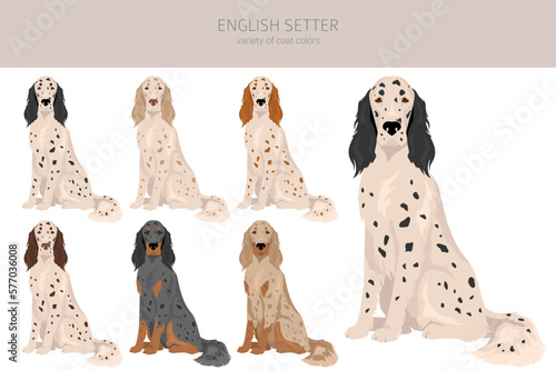 English setter clipart. Different poses, coat colors set