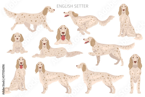 English setter clipart. Different poses, coat colors set