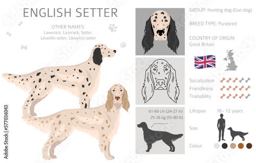 English setter clipart. Different poses, coat colors set