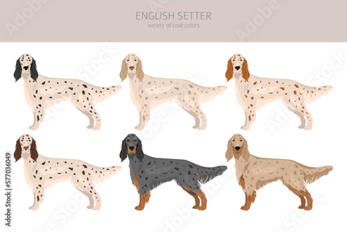 English setter clipart. Different poses, coat colors set