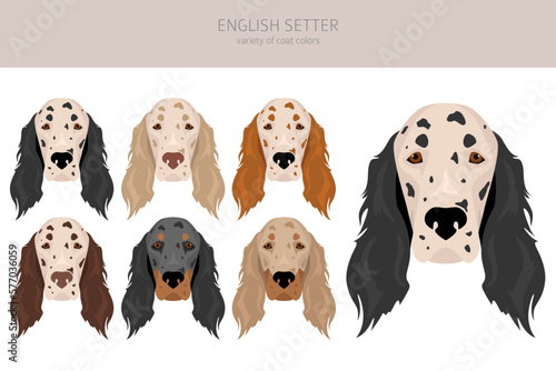 English setter clipart. Different poses, coat colors set