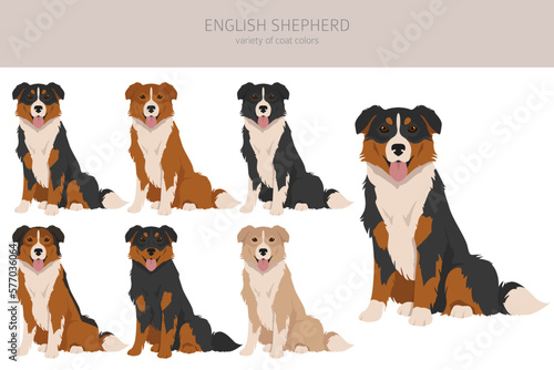 English shepherd clipart. Different poses, coat colors set