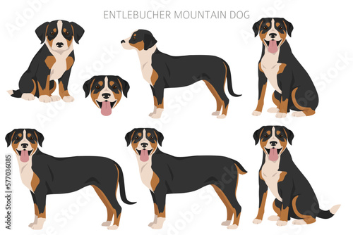 Entlebucher mountain dog clipart. Different poses, coat colors set