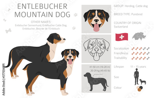 Entlebucher mountain dog clipart. Different poses, coat colors set