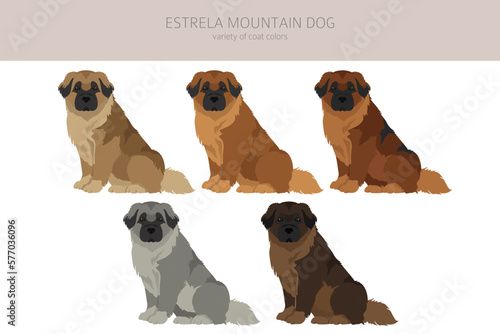 Estrela mountain dog clipart. Different poses  coat colors set