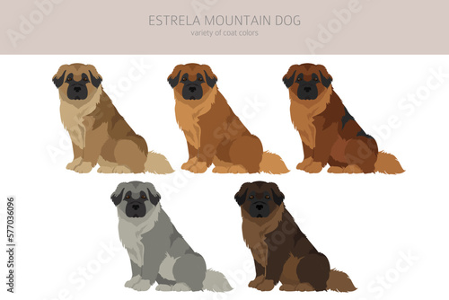 Estrela mountain dog clipart. Different poses, coat colors set