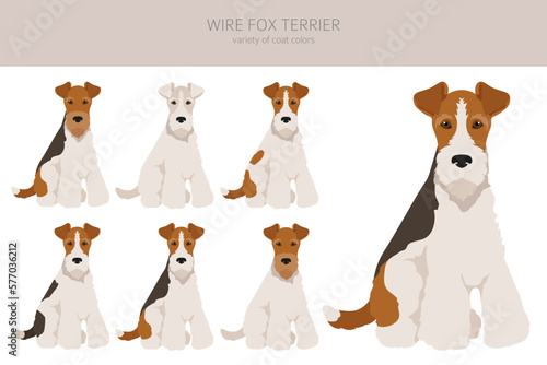 Foto Wire fox terrier clipart. Different poses, coat colors set