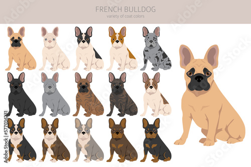 French bulldogs in different poses. Adult and puppy set
