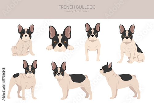 French bulldogs in different poses. Adult and puppy set