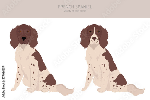 French spaniel clipart. Different poses, coat colors set