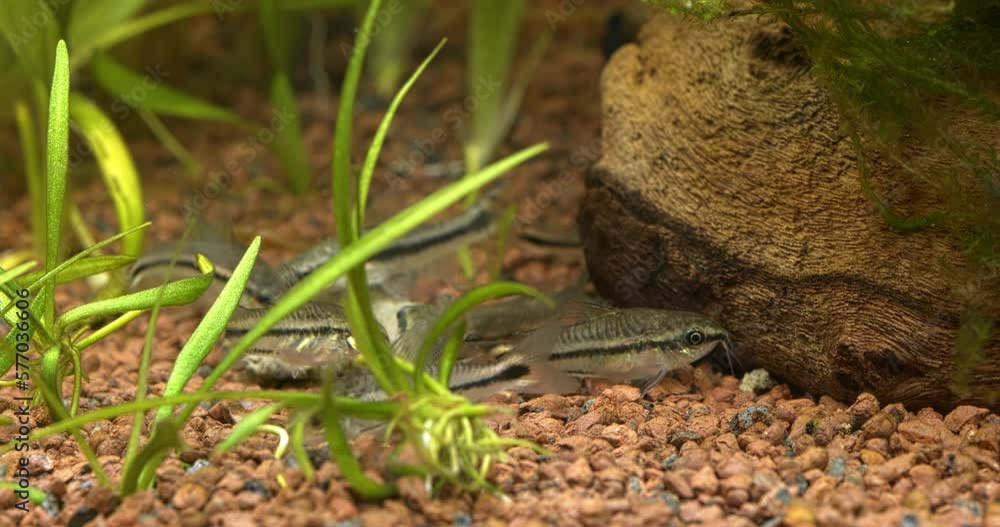 Otocinclus affinis and Corydoras pygmaeus fishes eating algae wafer in