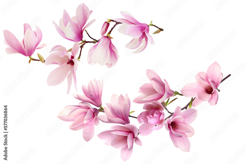 pink magnolia on transparent background - obrazy, fototapety, plakaty 