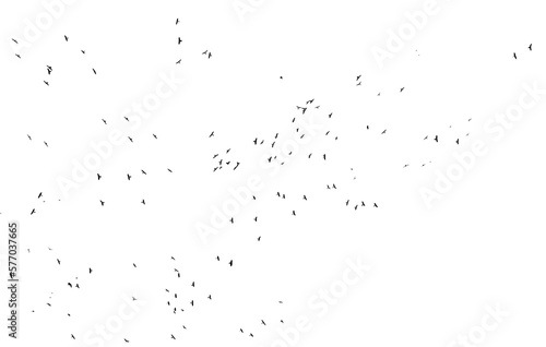black silhouette flock of birds backlit Isolate on transparent background PNG file 