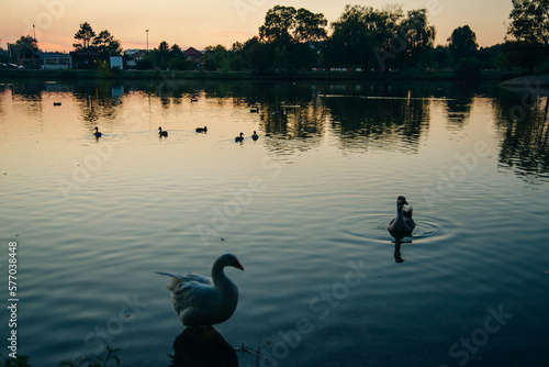 ducks on the lake at sunset