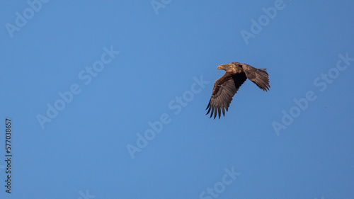 Seeadler im Flug bei Zingst.