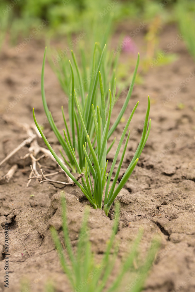 young onion in dried cracked earth in garden young onion in dried cracked earth in garden