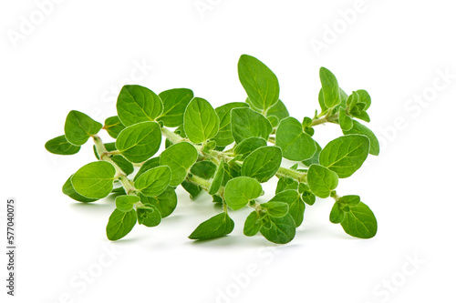 Fresh sweet marjoram herb, isolated on the white background.