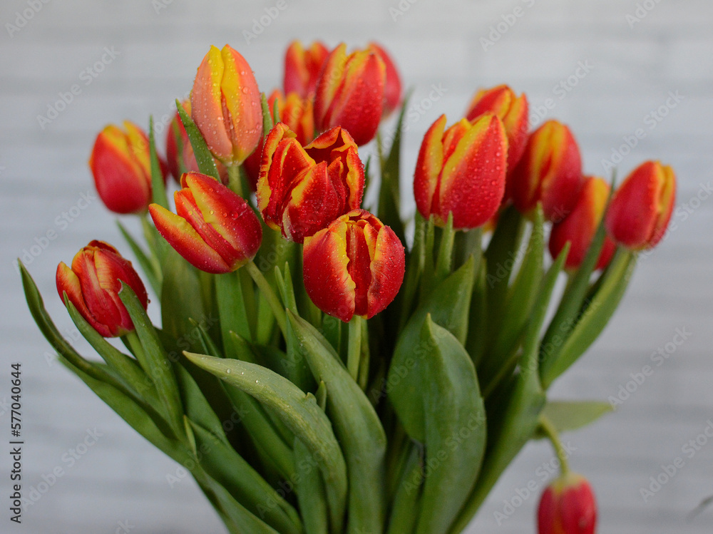 Obraz premium Tulipany