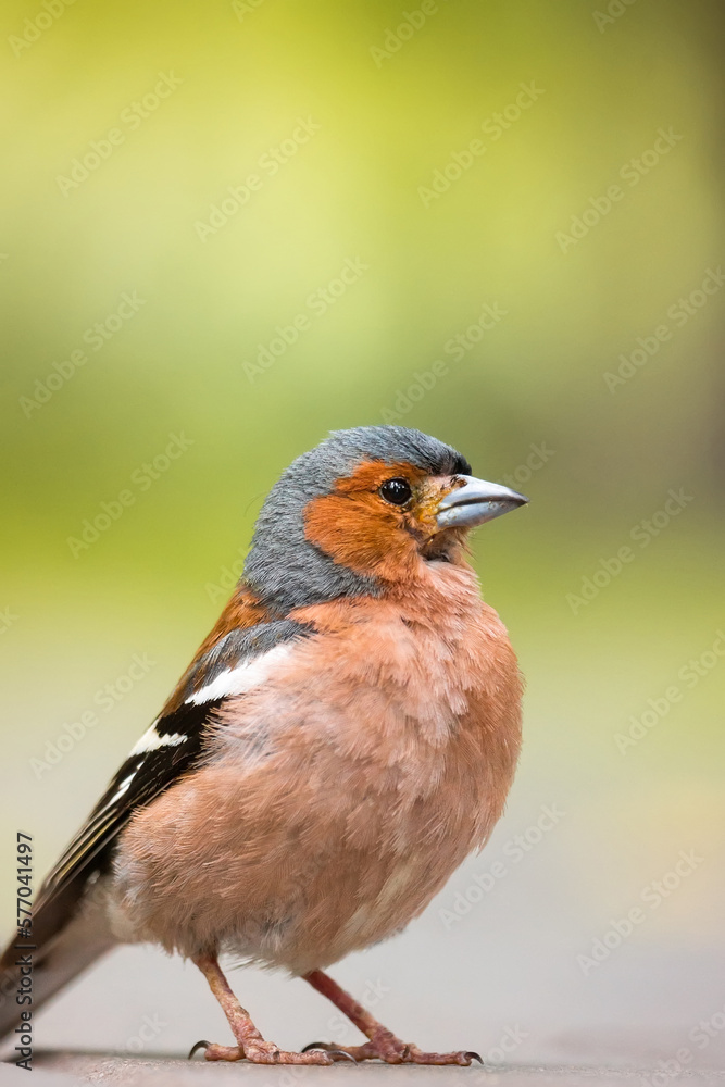 Portrait of a finch on the road Portrait of a finch on the road