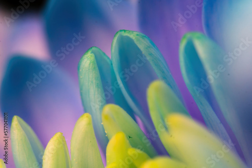 Close-up, petals of chrysanthemum flowers. Gentle pastel colors, emerald, blue and purple shades. Selective focus. The concept of background wallpaper. Blur.