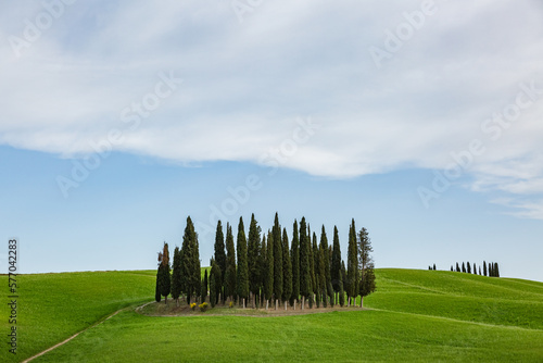 Beautiful landscape. Beautiful tall cypress tree wall with blue cloudy sky above.