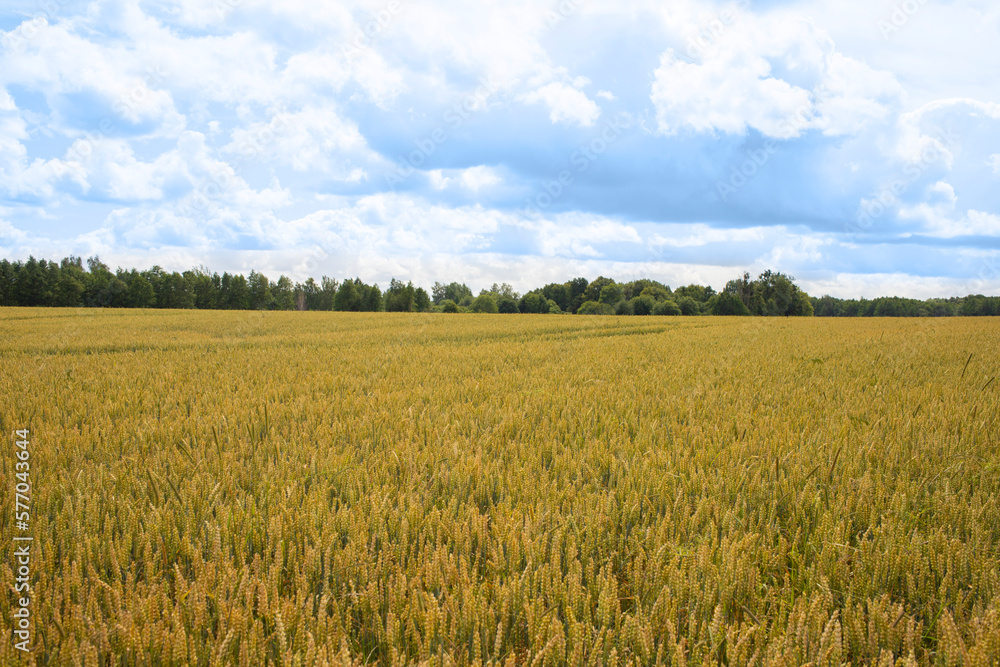 Field landscape. A field of maturing Golden rye in the on the horizon with a blue cloudy sky in overcast weather. Field landscape. A field of maturing Golden rye in the on the horizon with a blue cloudy sky in overcast weather.