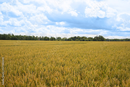 Field landscape. A field of maturing Golden rye in the on the horizon with a blue cloudy sky in overcast weather.
