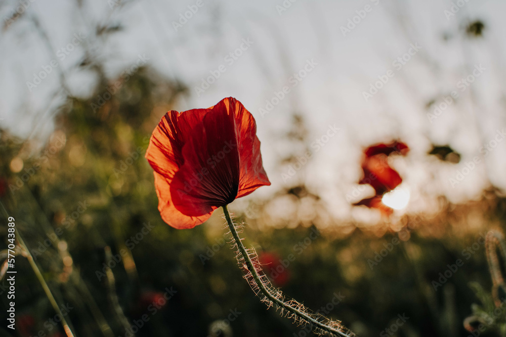 Obraz premium Mohnblumen