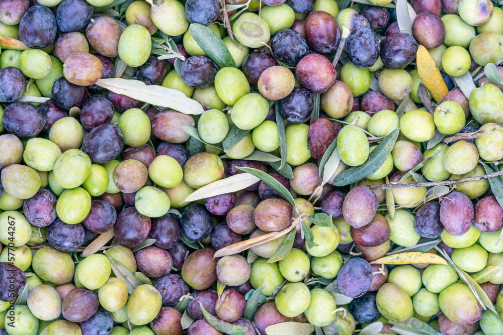 ripe green and black olive fruits background ripe green and black olive fruits background