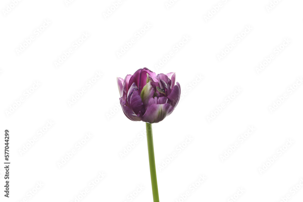 Flower isolated on white background, close up Flower isolated on white background, close up