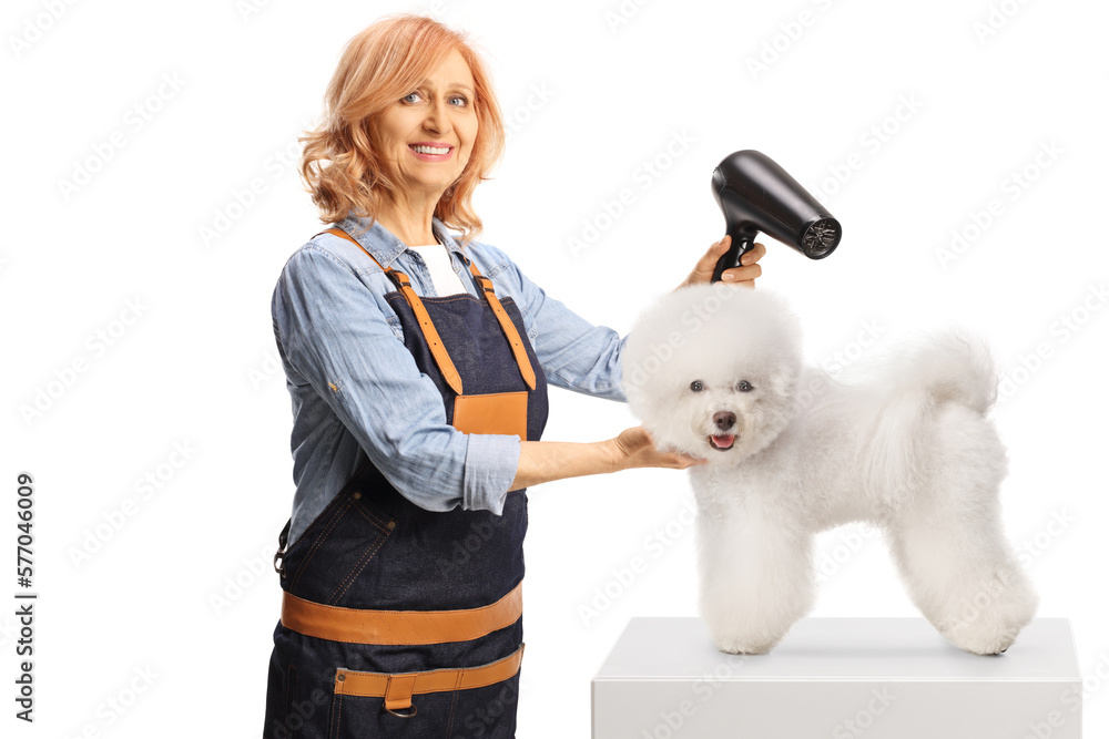 Female pet groomer drying a bichon frise dog and smiling at camera Female pet groomer drying a bichon frise dog and smiling at camera