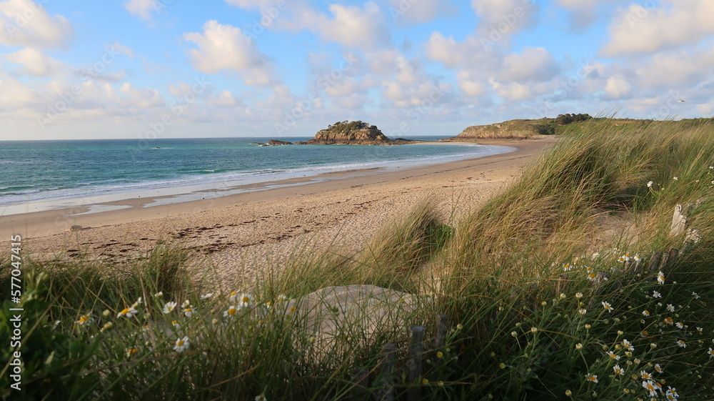 Plage de sable fin avec vue sur l’île du Guesclin, à Saint-Coulomb, en Bretagne, avec des fleurs (marguerites) et des oyats au bord de la mer au printemps (France)
