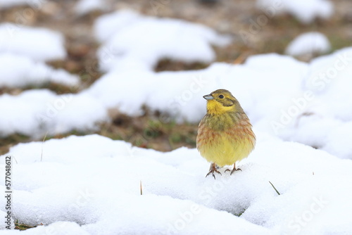 Yellowhammer (Emberiza citrinella) on the snowy meadow © Simun Ascic