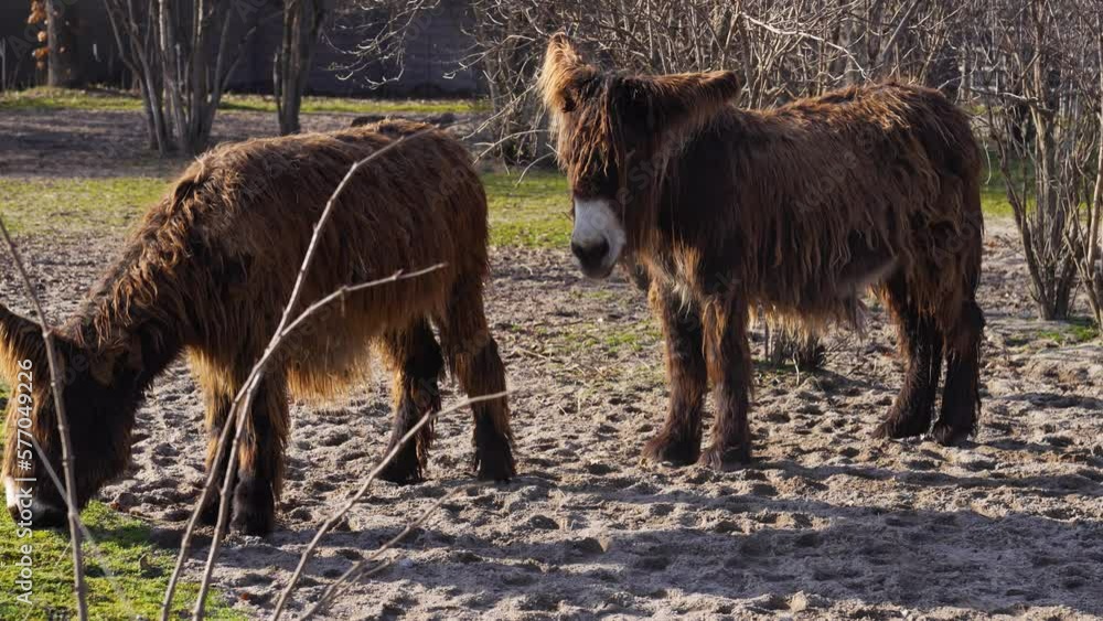 A furry Poitou donkey or Baudet du Poitou standing around on a sunny day late winter. A furry Poitou donkey or Baudet du Poitou standing around on a sunny day late winter.