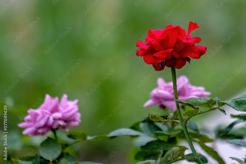 red flower in the garden red flower in the garden