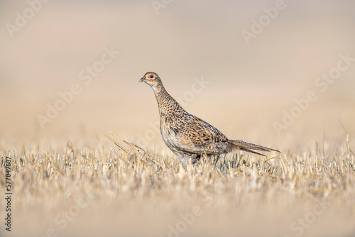 a pheasant hen in a harvested wheat field in summer