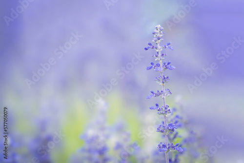 violet flower. purple salvia on bokeh blur background. sage flower.
