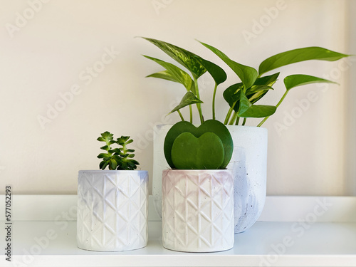 Indoor succulent plants, Hoya Kerrii Heart Shaped Plant, Pothos in Big planter pot