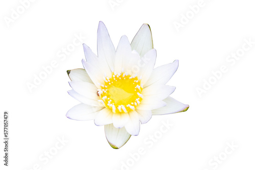 Photo of lotus pollen flower white, yellow beautiful. Dubbed as "Queen of water plants" symbol of goodness. Is one of most popular. Both as flowers, ornamental plants. isolated on cutout PNG.