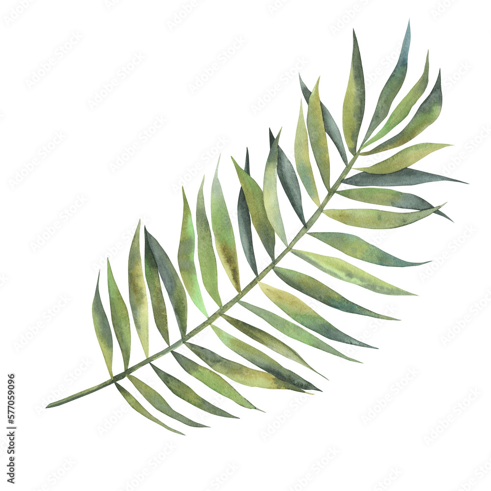 Watercolor palm leaves isolated on white. design. Watercolor palm leaves isolated on white. design.