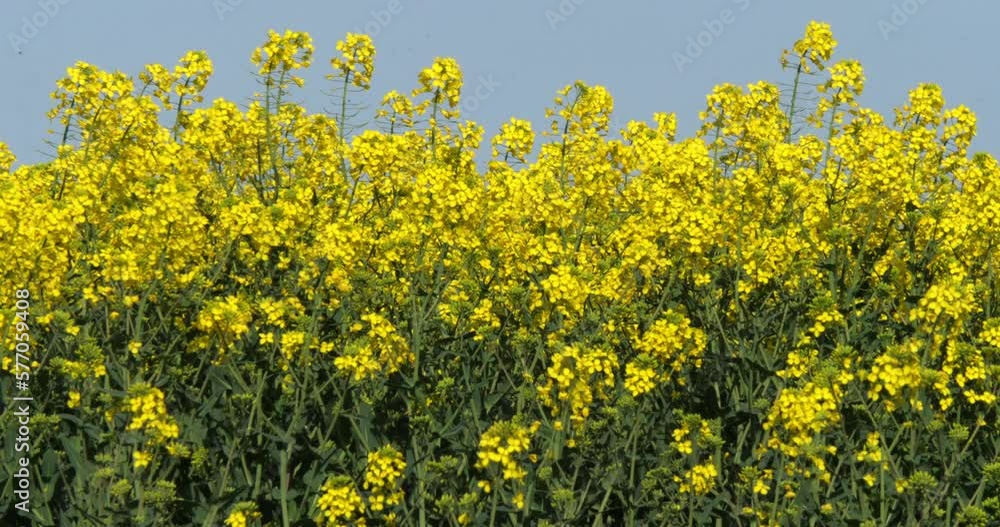 Blooming Rape field, brassica napus, Normandy in France, Real Time 4K Blooming Rape field, brassica napus, Normandy in France, Real Time 4K