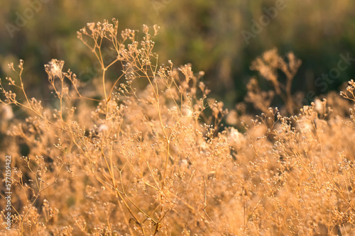 Blurred image of meadow herbs at sunset.