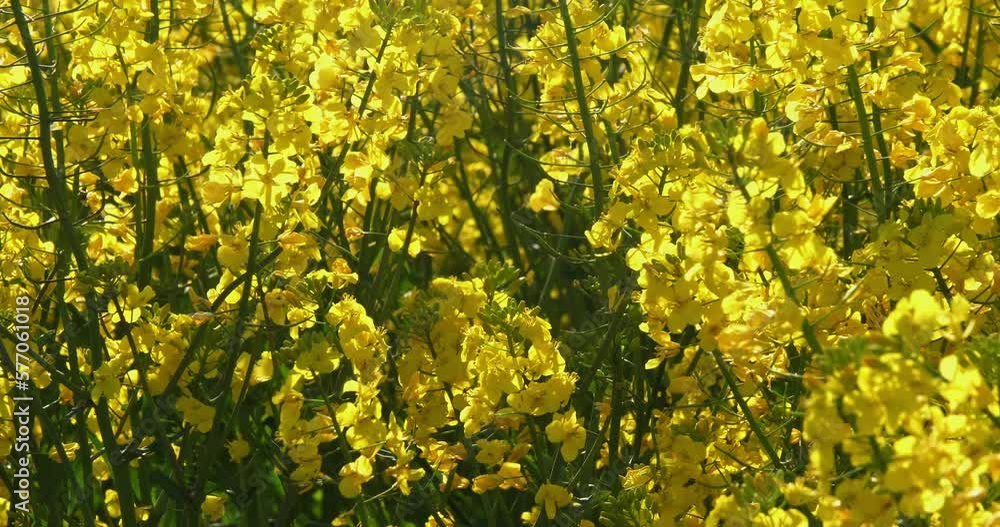 Blooming Rape field, brassica napus, Normandy in France, Real Time 4K Blooming Rape field, brassica napus, Normandy in France, Real Time 4K